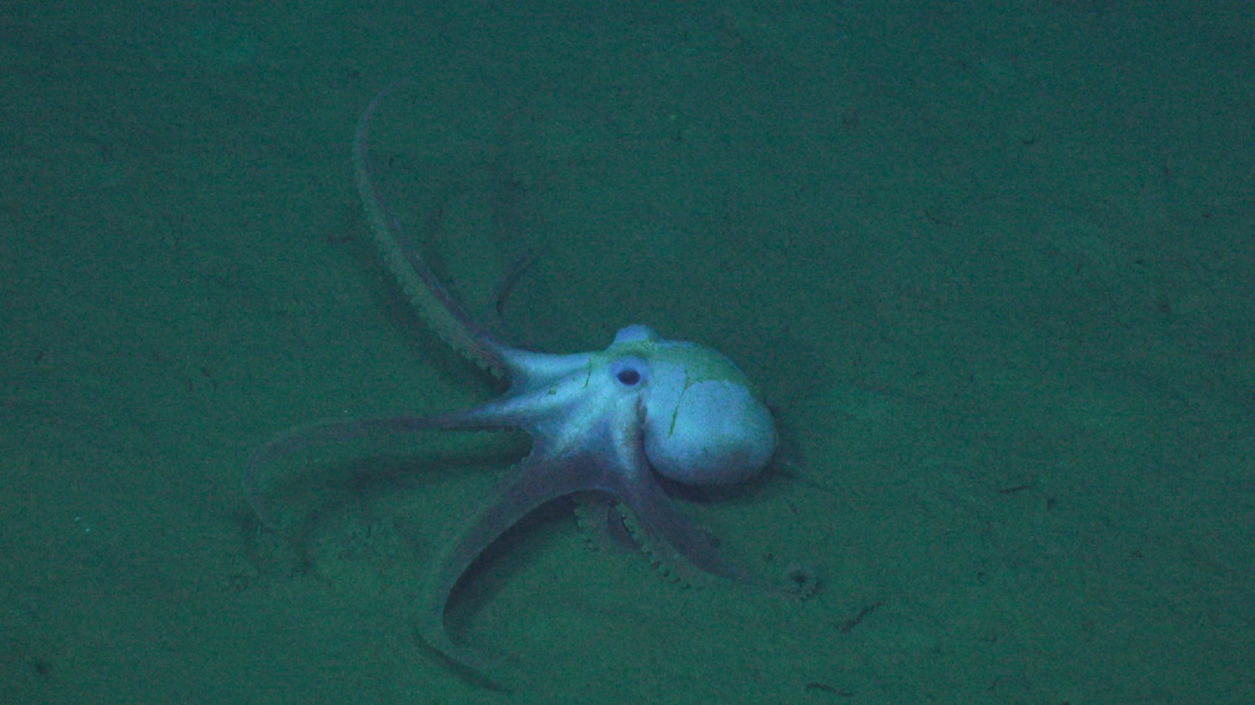 Credit: UW/NSF-OOI/WHOI; J2-1609; V24.