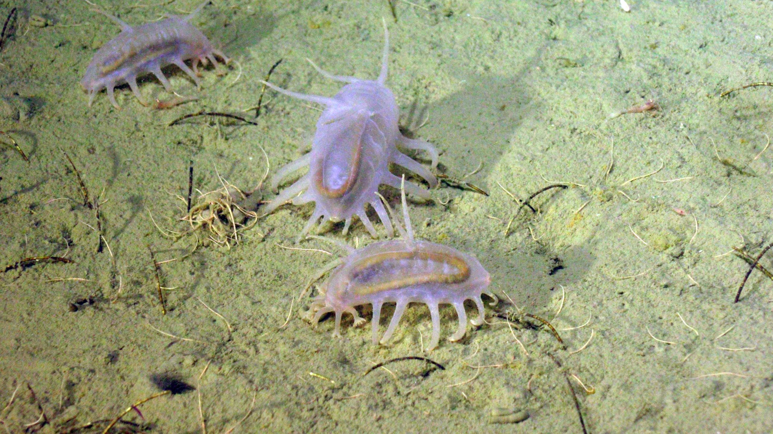 Credit: UW/NSF-OOI/WHOI; V21.
