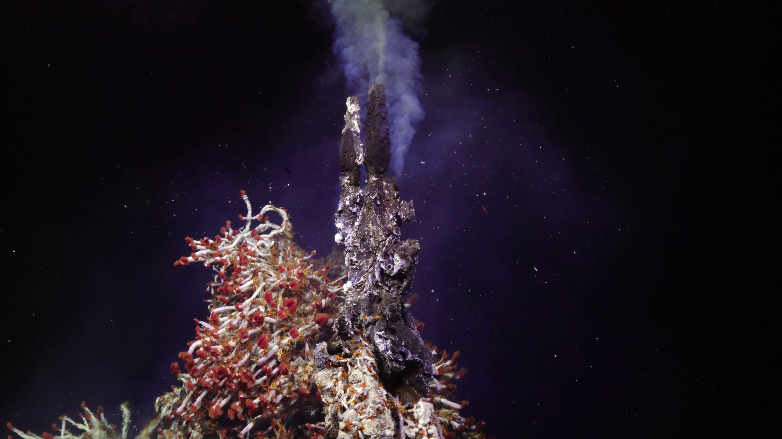 Credit: UW/NSF-OOI/WHOI; J2-1666, V24.