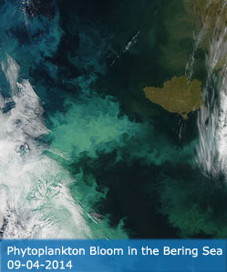 Satellite imagery showing a phytoplankton bloom. Credit: NASA Goddard Space Flight Center, Ocean Ecology Laboratory