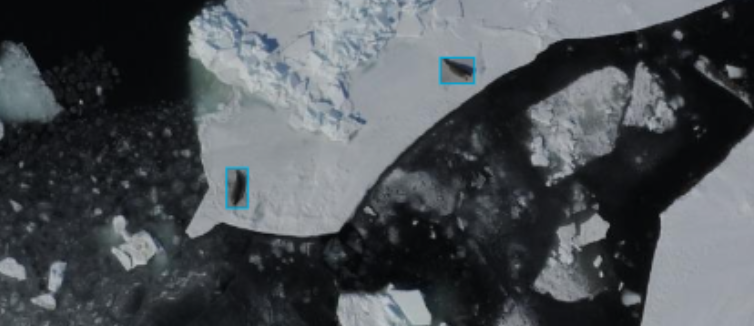 Seals on Arctic sea ice captured with an aerial camera, annotated with a CV model. Credit: A. Carter, NOAA National Marine Mammal Laboratory