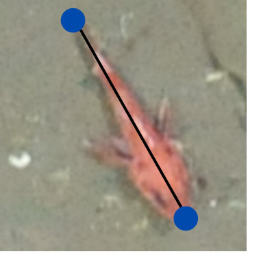 A rockfishes length is estimated via 2 keypoint annotations. Credit: A.Carter, OOI-NSF