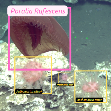 Multiple Organisms are annotated using bounding boxes. Credit: A.Carter, OOI-NSF