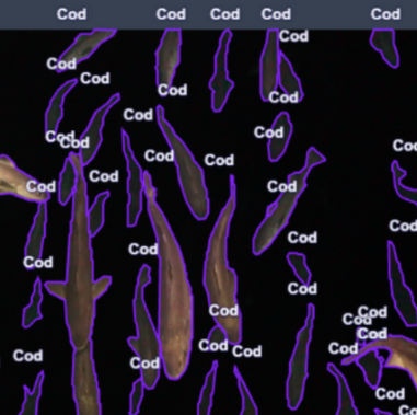 Multiple cod are annotated using image segmentation. Credit: A.Carter, OOI-NSF